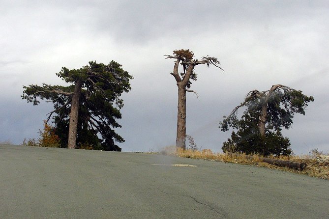 Beauty, Nature and Charm of Troodos Mountains from Paphos - Wine tasting at Lambouri Winery