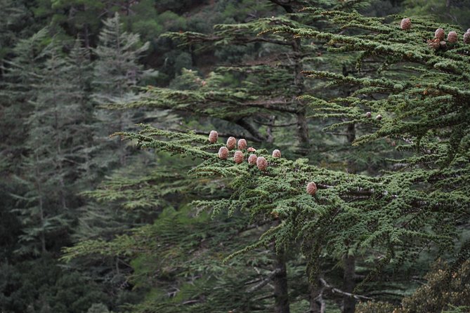 Beauty, Nature and Charm of Troodos Mountains from Paphos - Millomeris Waterfall and a short forest walk