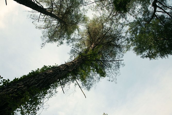 Beauty, Nature and Charm of Troodos Mountains from Paphos - The vehicle, guide, and group size