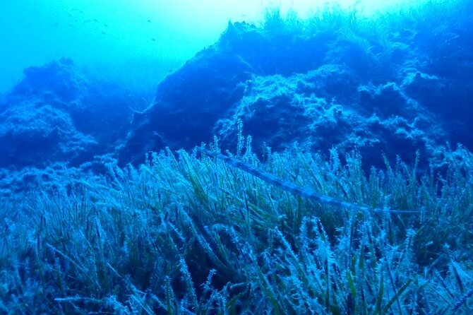 Beginners Discover Scuba Diving By Boat, Best Spot In Cyprus - Weather, timing, and practical planning