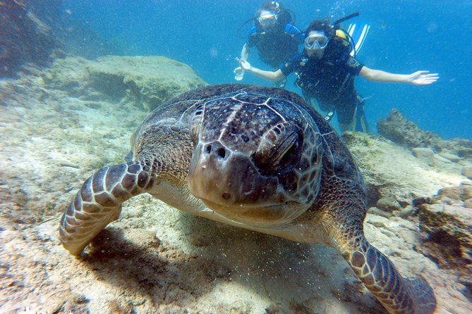 Discover Scuba diving - Green Bay makes a sensible first underwater stop