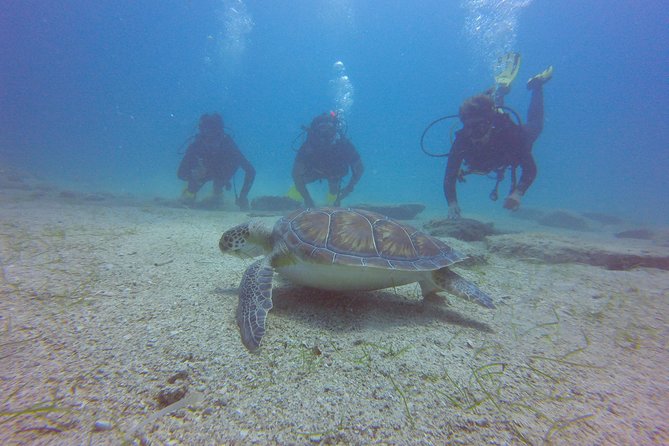 Discover Scuba diving - What you might see below the surface