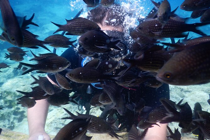Discover Scuba Diving - Timing, pickup, and what to bring