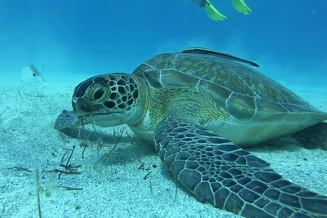Discover SCUBA Diving with Pissouri Bay Divers - Key points to know before booking