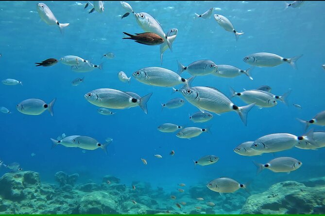 Discover SCUBA Diving with Pissouri Bay Divers - A first taste of SCUBA near Limassol