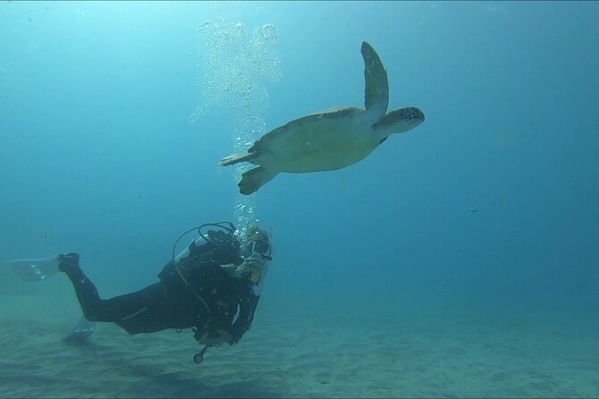 Discover SCUBA Diving with Pissouri Bay Divers - Up to an hour exploring Cyprus underwater