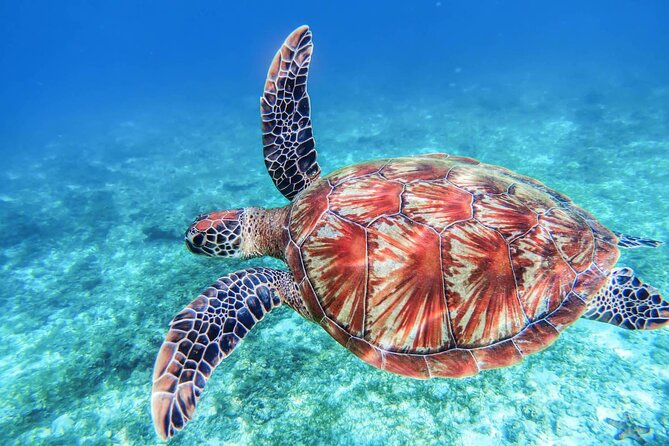 From Protaras: Turtle Cove & Blue Lagoon Cruise - What the $36.30 price really includes