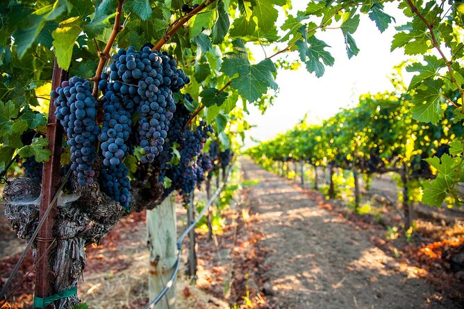 Full Day Private Cyprus Wine Tour from Alaminos - Why this private Cyprus wine day works well