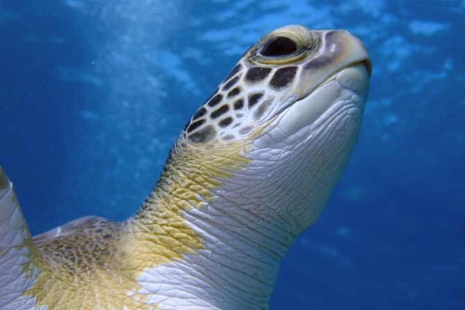 Guided snorkeling trip to the turtles in Protaras - Meeting sea turtles at Green Bay Beach