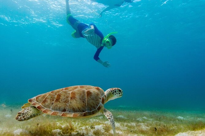 Guided snorkeling trip to the turtles in Protaras - Who should book this Protaras outing?