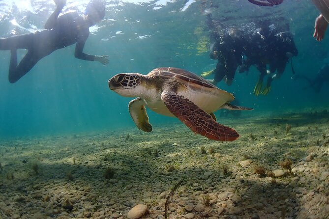 Half-Day Scuba Diving Tour - Discover Scuba Diving! - Part Three: The Roman Wall Shore Session