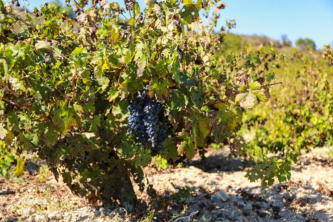 Local Wineries Tour with Wine Testing from Paphos - Amargeti and the quieter side of Cyprus