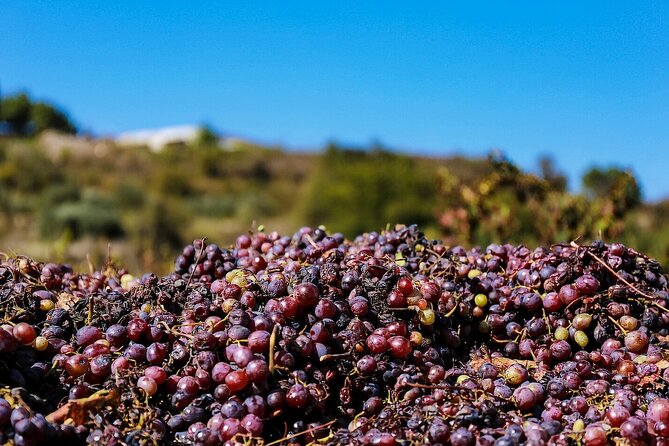Local Wineries Tour with Wine Testing from Paphos - How much value do you get for $110.50?