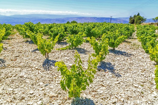 Local Wineries Tour with Wine Testing from Paphos - Leaving Paphos at 9:30 am