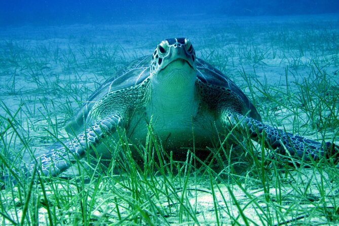 Private Discovery Dive + Photos & Videos - Why the private format matters in Protaras
