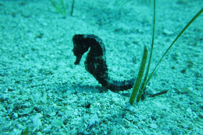 Private Discovery Dive + Photos & Videos - Learning the equipment before entering the water