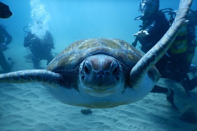 Private Diving at Zenobia Wreck in Larnaka - Pickup, Timing, and Physical Demands