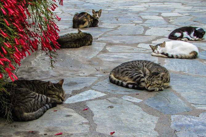 Private Full-Day Tour to Cyprus Monasteries - Who should book this experience?
