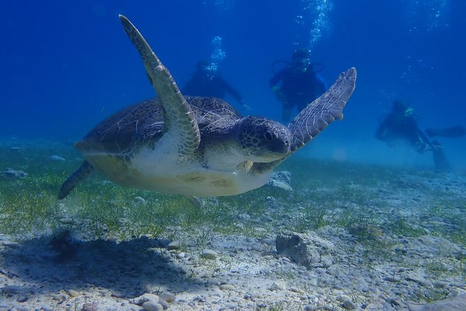 Scuba Diving Activity in Pernera - Equipment, refreshments, and the photo option