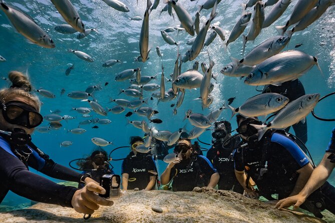 Scuba Diving at Turtle Bay with Underwater Pictures Included - Starting at Aquanaut beside Green Bay