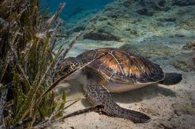 Scuba Diving at Turtle Bay with Underwater Pictures Included