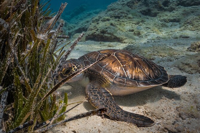 Scuba Diving at Turtle Bay with Underwater Pictures Included - Fitting the equipment before entering the sea