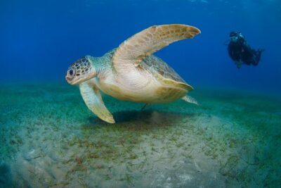 Scuba Diving Experience & MUSAN Dive + Free Edited Video 2xdives