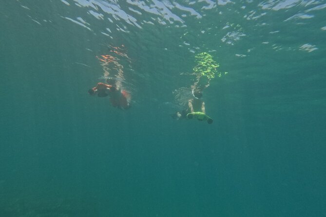 snorkeling ,Turtle Watching in Cyprus - Swimming beside wild turtles