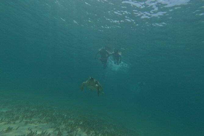 snorkeling ,Turtle Watching in Cyprus - A little marine life beyond the turtles