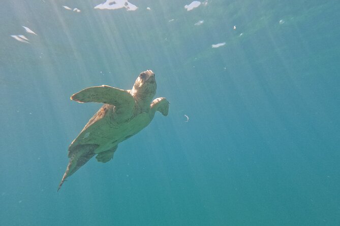 snorkeling ,Turtle Watching in Cyprus - Temperature, clothing, and comfort