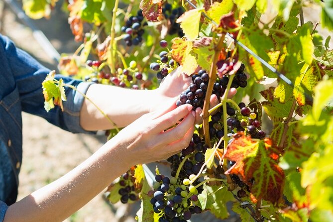 Troodos Mountains Grape Escape: All Inclusive Food & Wine Tour - Timios Stavros Monastery and the Struggle Museum