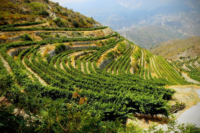 Troodos Mountains Grape Escape: All Inclusive Food & Wine Tour - Linos Winery and the second look at Cypriot wine