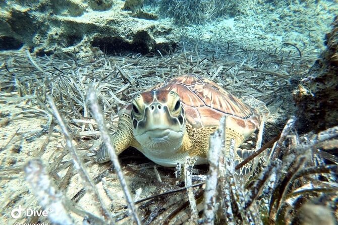 Try a Scuba Diving Experience - Free photographs and videos add real value