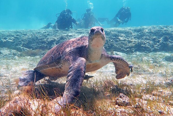 Try a Scuba Diving Experience - Is $90.74 a fair price?