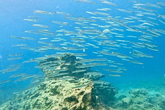Try Dive - Scuba Diving with a private guide, incl. photos - What the two-hour Green Bay outing is really like