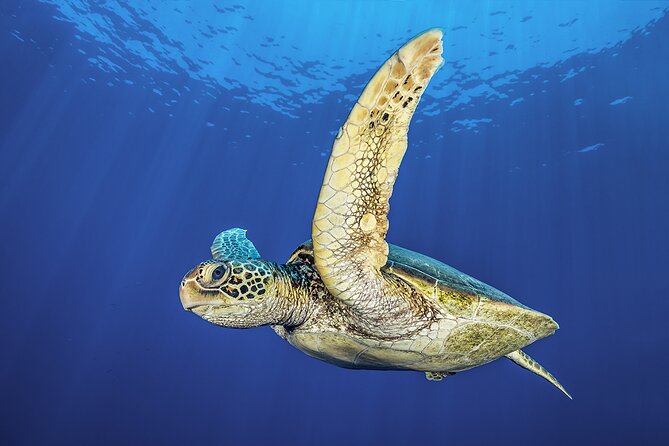 Try Dive - Scuba Diving with a private guide, incl. photos - Practical booking advice for Green Bay