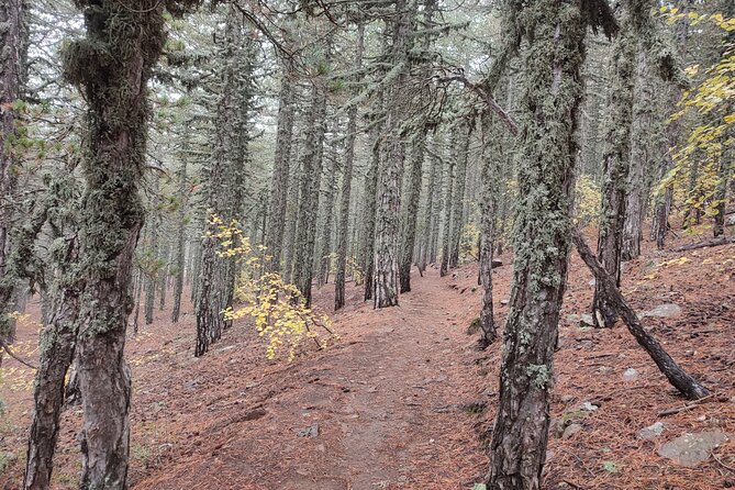Walk on Artemis trail and in Old Kakopetria - Key points to know before booking